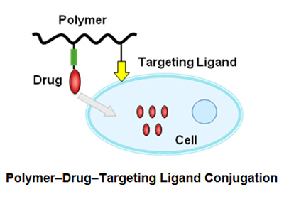 Polymer Drug Targeting Ligand Conjugation