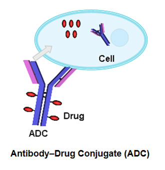 Antibody Drug Conjugate
